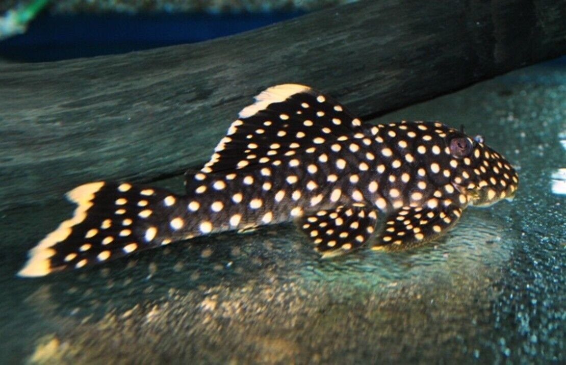 57_c65d90af-e0eb-482e-94d9-76db8fb137a1.jpg 1 Pair Juvenile Apistogramma Cacatuoides Live Fish FAST SHIPPING
