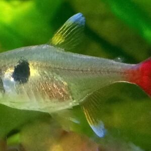 4 PACK Threadfin Rainbow Live Fish lg Freshwater Aquarium Iriatherina Werneri