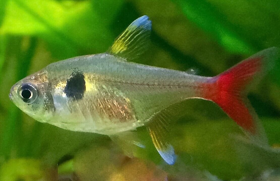 57_c89740ef-9609-45f9-bedd-e8474e732005.jpg 4 PACK Threadfin Rainbow Live Fish lg Freshwater Aquarium Iriatherina Werneri