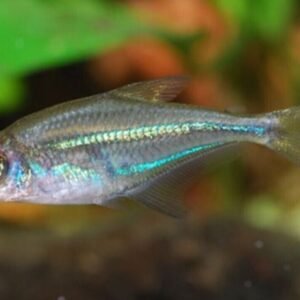 12 Pack RASBORA SCISSORTAIL Awesome looking little fish! (Rasbora trilineata)