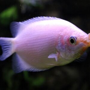 2 Exquisite Pearl Gourami 1.5" - 2" Stunning Tropical Fish - Fast Shipping