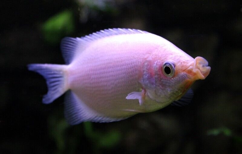 57_c9ab9607-8074-4446-b5e0-eeb846b9ebb7.jpg 2 Exquisite Pearl Gourami 1.5" - 2" Stunning Tropical Fish - Fast Shipping