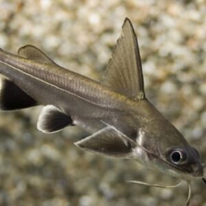 12, 24, 36, Neon Tetra (Med-Lrg size) Mesmerizing Vibrant OVERNIGHT SHIP