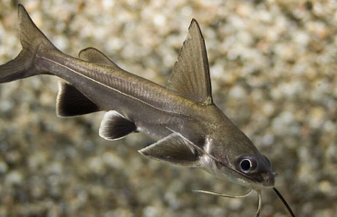 57_c9cf5359-f8fe-4d1f-8f02-9fa4dc79951f.jpg 12, 24, 36, Neon Tetra (Med-Lrg size) Mesmerizing Vibrant OVERNIGHT SHIP