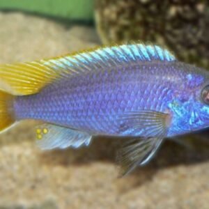 2x Albino Tiger Oscars 2 - 2.5" Astronotus Ocellatus FAST SHIP