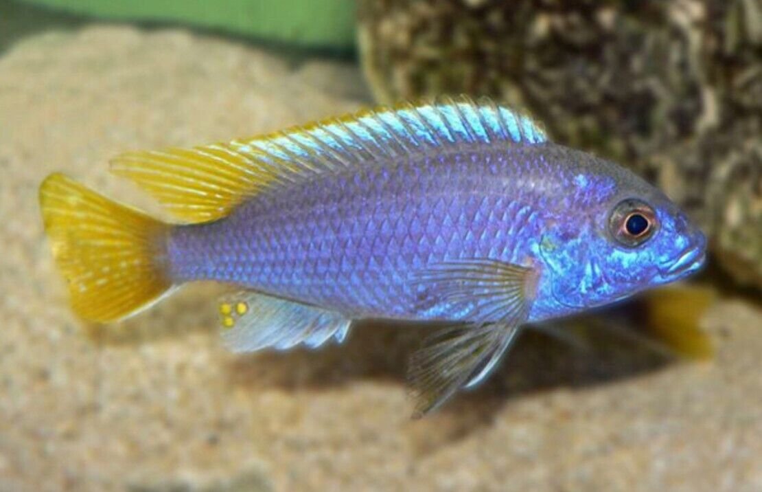 57_ca1e024e-eacd-4aee-afb2-6d95e8a66ce6.jpg 2x Albino Tiger Oscars 2 - 2.5" Astronotus Ocellatus FAST SHIP