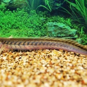 Rope Fish 4" - 5" Freshwater Aquarium Fish Bottom-Dweller FAST SHIP