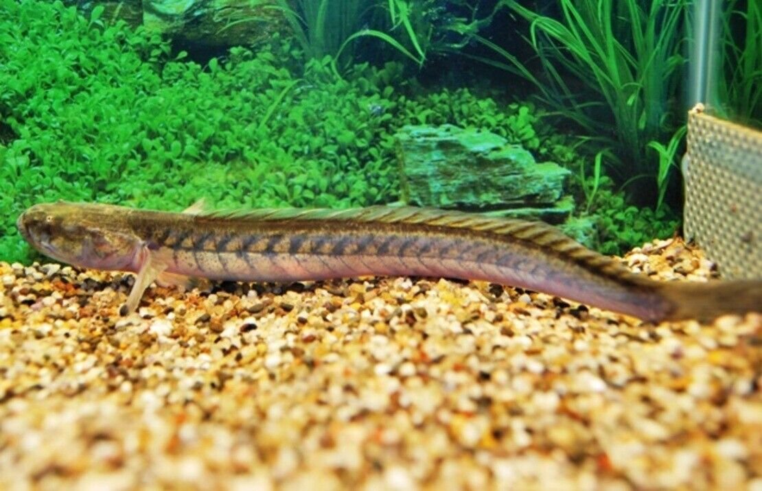 57_ca7af940-d4c7-4f37-9785-62dfe6e20079.jpg Rope Fish 4" - 5" Freshwater Aquarium Fish Bottom-Dweller FAST SHIP