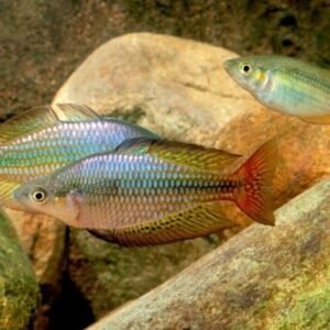 4 PACK Dwarf Neon Rainbow - Rainbowfish live Fish Tropical Fish Aquarium