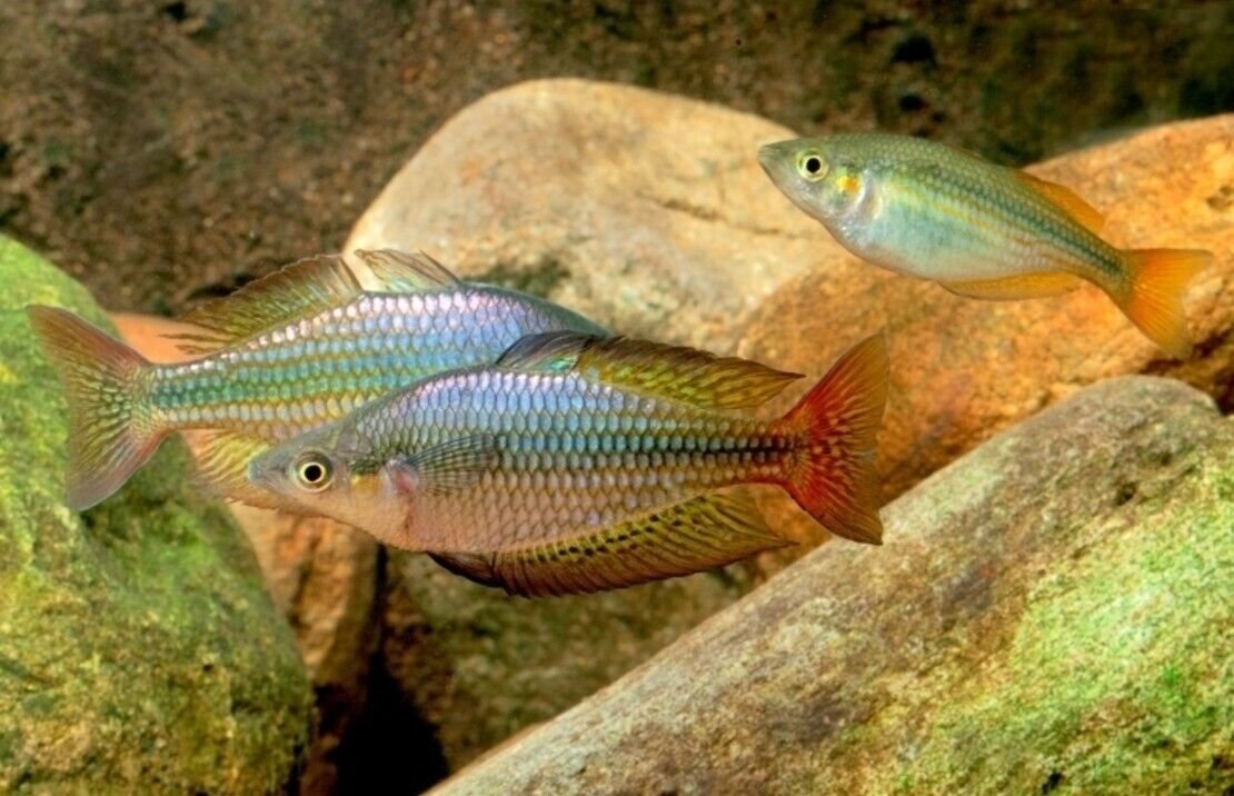 57_cd6f00dd-a25a-4c4f-95df-18cf98762235.jpg 4 PACK Dwarf Neon Rainbow - Rainbowfish live Fish Tropical Fish Aquarium