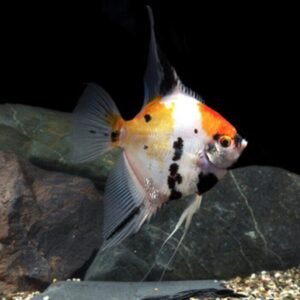 6x PUNCTATUS M/L SPOTTED CORY CAT CORYDORAS LIVE FRESHWATER TROPICAL FISH WOW!