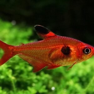 Mango Pleco L47 3 - 3.5 inch Pleco - Live Fish Fast Shipping