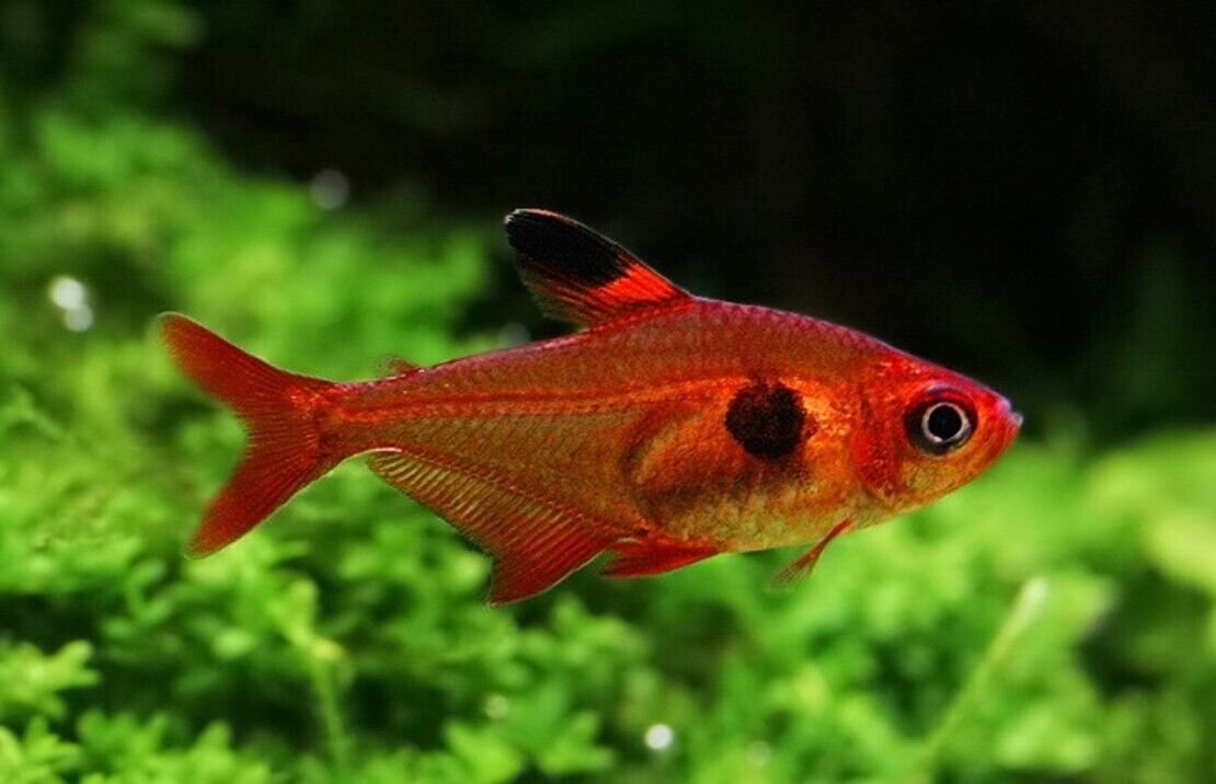 57_ce817512-ff71-4e53-ac80-a1fc297917f0.jpg Mango Pleco L47 3 - 3.5 inch Pleco - Live Fish Fast Shipping