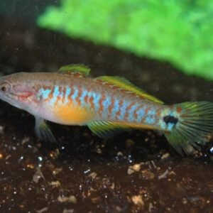 2 Pack Gold Australian Dessert Goby Live Fish: Stunning Nano FAST SHIP