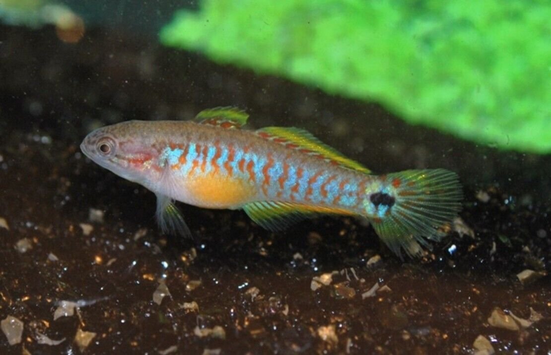 57_d05f8a58-9819-43fe-bd74-085fe385197b.jpg 2 Pack Gold Australian Dessert Goby Live Fish: Stunning Nano FAST SHIP
