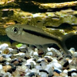 2X Firemouth Cichlids Stunning Live Fish 1.5" - 2" African Cichlid Thorichthys
