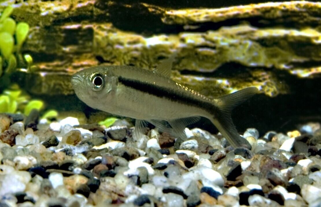 57_d1cc1299-d678-4ee9-82d2-c7556fdbf95f.jpg 2X Firemouth Cichlids Stunning Live Fish 1.5" - 2" African Cichlid Thorichthys