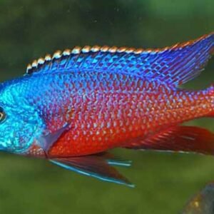 🐠 3x MALE Blue Cobalt Dwarf Gourami LRG - Exquisite Beauty FAST SHIP