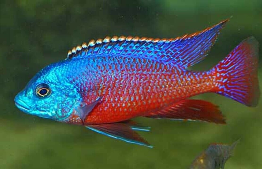 57_d1f4ec44-99fc-444f-ac12-33a621043b2d.jpg 🐠 3x MALE Blue Cobalt Dwarf Gourami LRG - Exquisite Beauty FAST SHIP