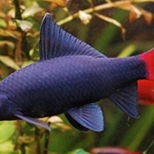 6 Pack Red Empress Cichlids 1.5" - Colorful Freshwater FAST SHIP