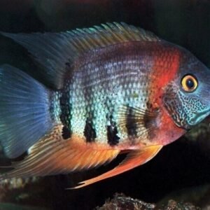 3 Peru Festivum Small CICHLID Beautiful Freshwater Aquarium Live Fish
