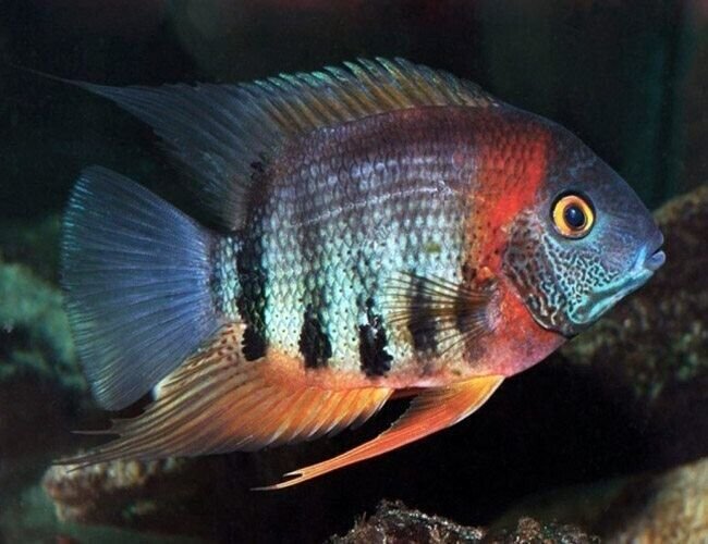 57_d3875c28-1296-42f5-a66e-948dd6f777f5.jpg 3 Peru Festivum Small CICHLID Beautiful Freshwater Aquarium Live Fish