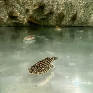 1x, 3x, 6x, 12x Rummy Nose Rasbora Striking Nano Fish live Fish OVERNIGHT SHIP