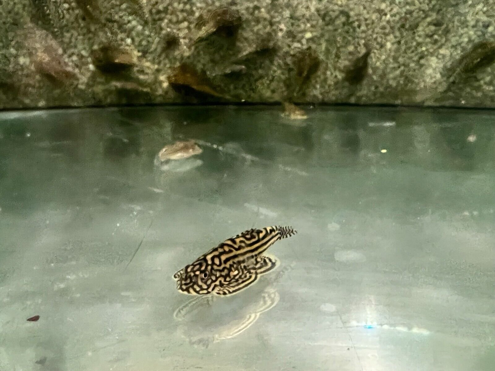 57_d5866d55-c60f-4be6-be02-7a2998141b9e.jpg 1x, 3x, 6x, 12x Rummy Nose Rasbora Striking Nano Fish live Fish OVERNIGHT SHIP