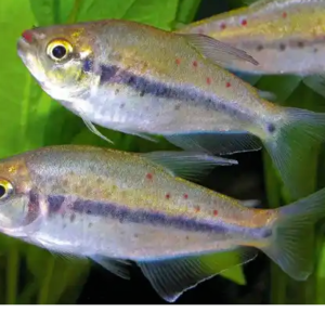 6x Siamese Algae Eaters! A must have for a clean tank! 🐠 FAST SHIP