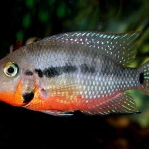 2x Red Spotted Gold Severum 2" - 2.5" Limited quantity Fast Ship Live Fish