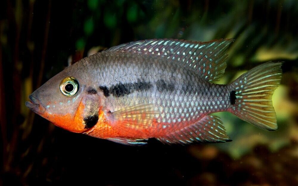 57_d652fe90-388c-43e0-b6cf-31ca7fe956dd.jpg 2x Red Spotted Gold Severum 2" - 2.5" Limited quantity Fast Ship Live Fish