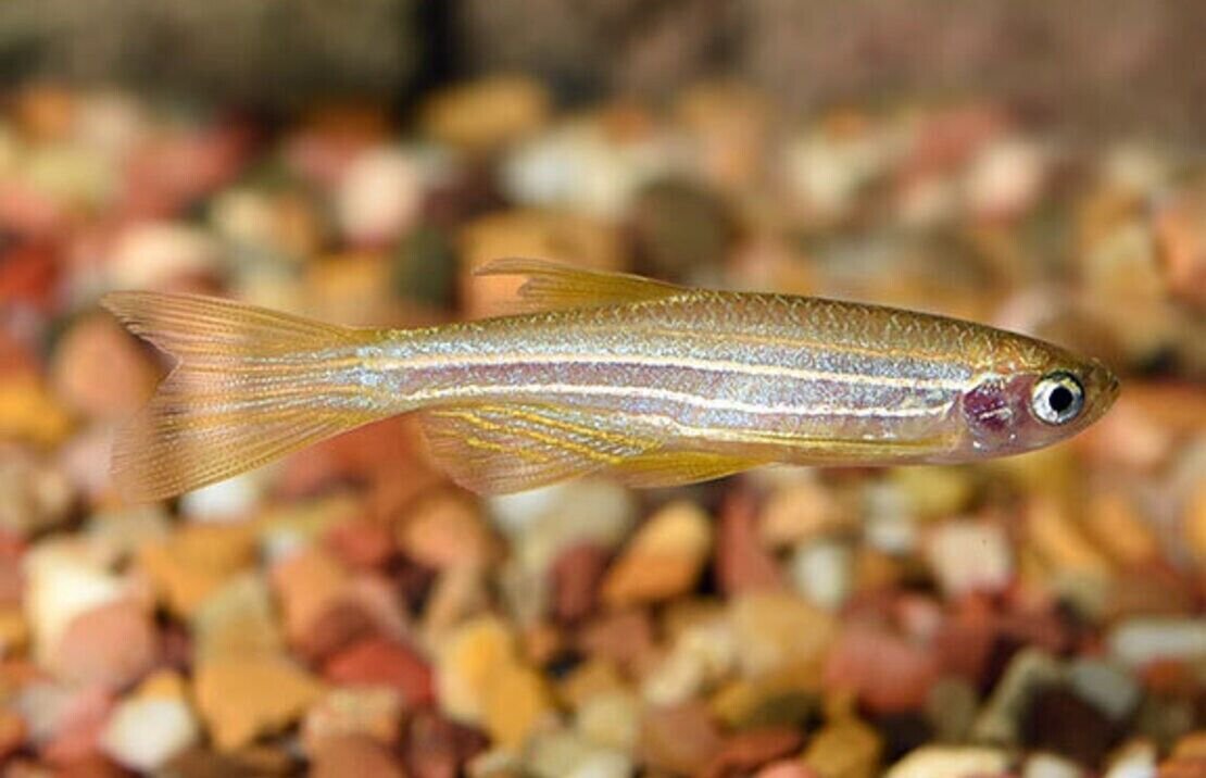 57_d6d34321-4b5a-4ed8-8f31-44db68474b02.jpg 🎩 6x Pink Tuxedo Guppy MALES - Elegance Delicate Pink Hues! 🌿 FAST SHIP