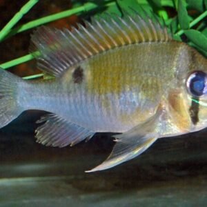 2x Red Spotted Gold Severum 2.5" - 3" RARE Limited quantity FAST SHIP