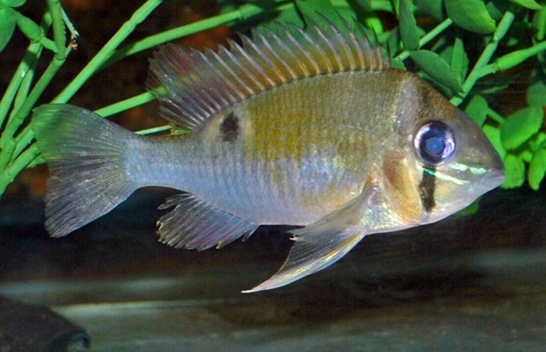 57_d7190162-6287-4242-9505-a4d2198767d2.jpg 2x Red Spotted Gold Severum 2.5" - 3" RARE Limited quantity FAST SHIP