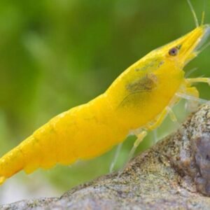🐟Shovel Nose Catfish - Awesome Predators 🐟 Live Freshwater Fish Sorubim lima