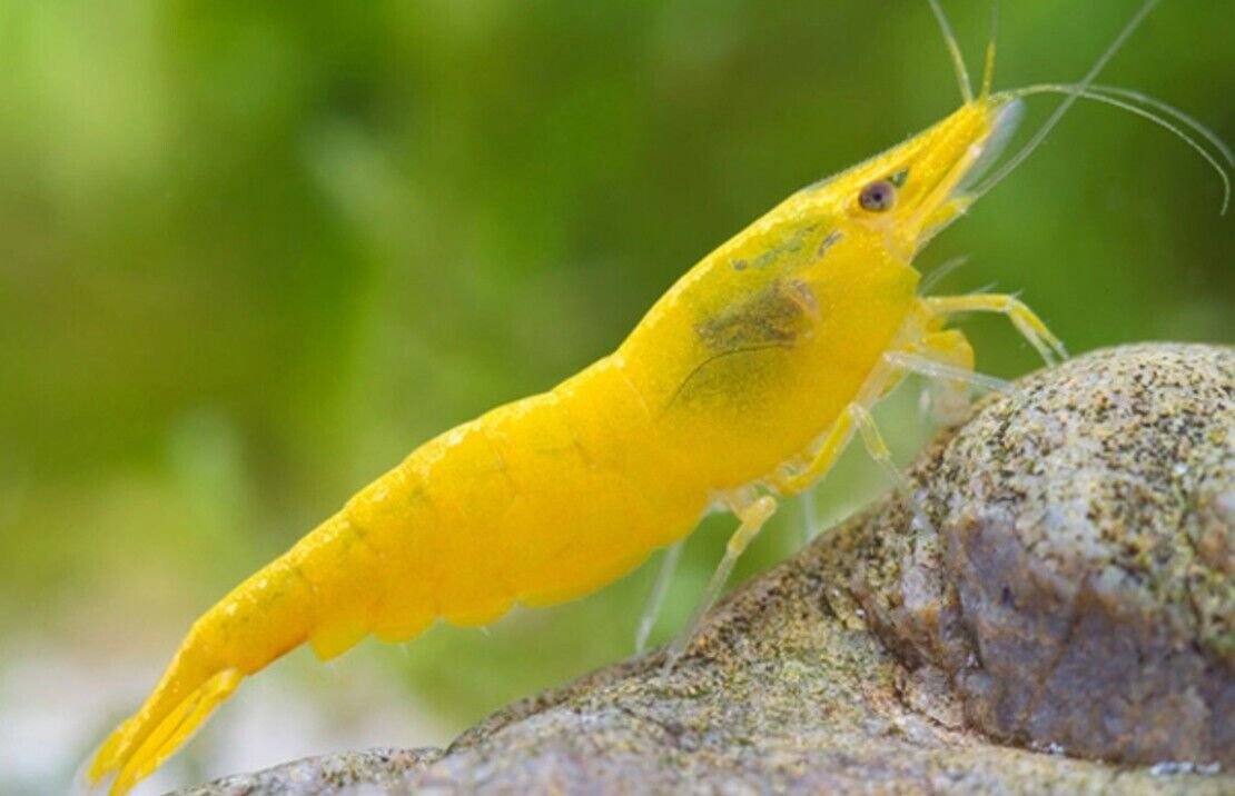 57_d8611036-cba9-4039-b059-848c9ee33603.jpg πShovel Nose Catfish - Awesome Predators π Live Freshwater Fish Sorubim lima