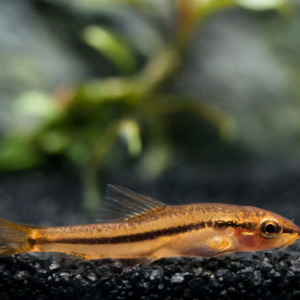 🐟 12x Pygmy Corydoras - Tiny Wonders of Your Aquarium! 🌈CRAZY PRICE FAST