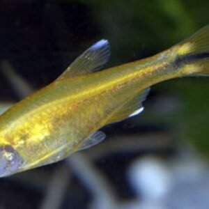 12X Skirt Fin White Tetras - Stunning Freshwater Aquarium Live Fish Fast Ship