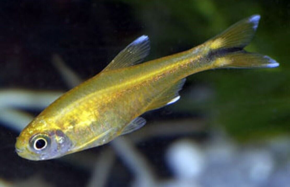 57_d92e3072-a54e-42bf-a072-7db0aeff49db.jpg 12X Skirt Fin White Tetras - Stunning Freshwater Aquarium Live Fish Fast Ship