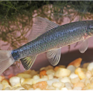 12X Albino Pristella Tetras - Stunning Freshwater Aquarium Live Fish Fast Ship