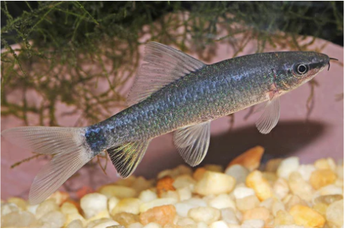 57_d9c85cfd-82ea-4cbb-aa35-f5b2885cc726.png 12X Albino Pristella Tetras - Stunning Freshwater Aquarium Live Fish Fast Ship