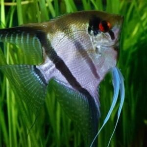 Leopard Discus Fish 2.5" Size Body Healthy Live Discus Fish tropical aquarium