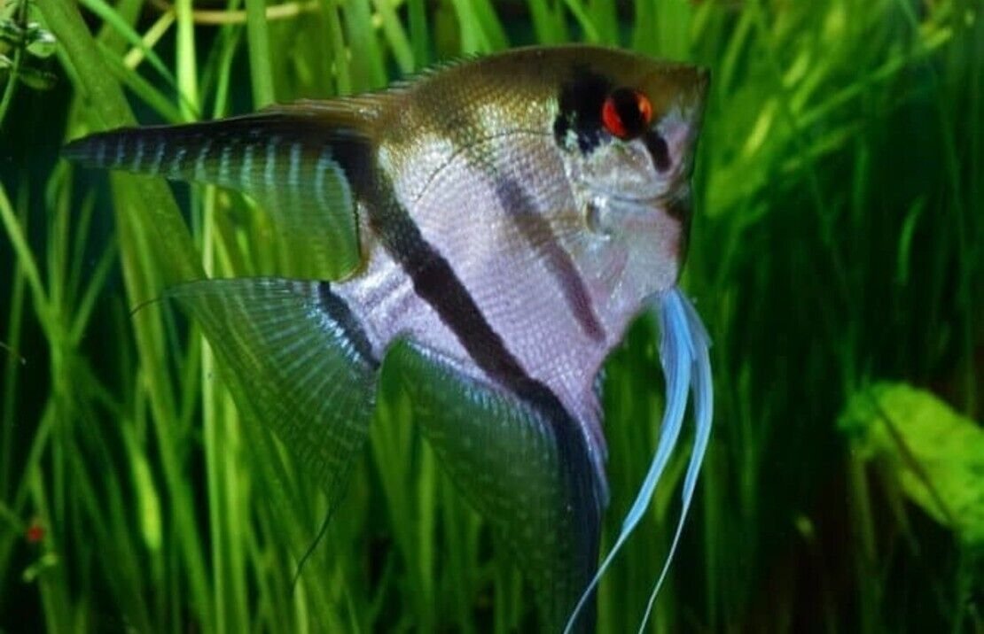 57_dac14e64-c131-4665-8bf1-2d6cf2bdae08.jpg Leopard Discus Fish 2.5" Size Body Healthy Live Discus Fish tropical aquarium