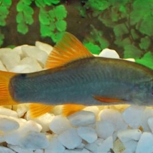 3x Rainbow Shiner (Notropsis chrosomus) Tank-Bred Great Pond Fish Striking Color