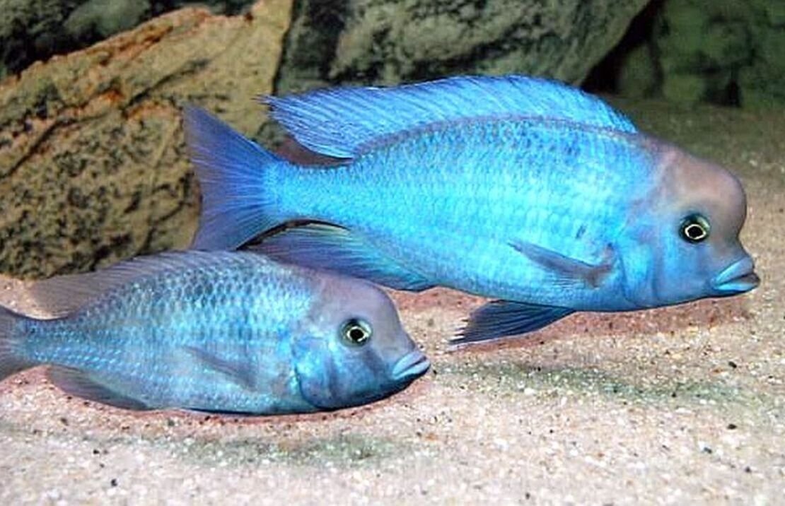57_db86a058-80d4-4046-a934-6876af6afdd6.jpg 12 Pack Mixed African Cichlids 1" - 1.25" Instant Lake Malawi Live Fish