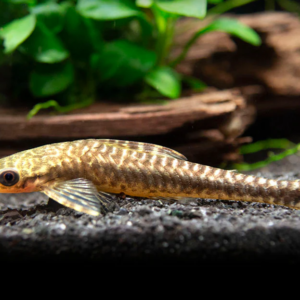 6x Leopardus Corydoras Large LIVE FRESHWATER TROPICAL FISH WOW!