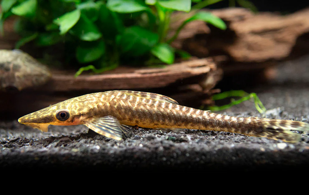 57_dca1cddf-fb4d-4fbf-8749-2d4a38fbf8fc.png 6x Leopardus Corydoras Large LIVE FRESHWATER TROPICAL FISH WOW!