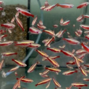Group of 6 Zebra Mickey Mouse Platys - Stunning Freshwater Aquarium Fish!