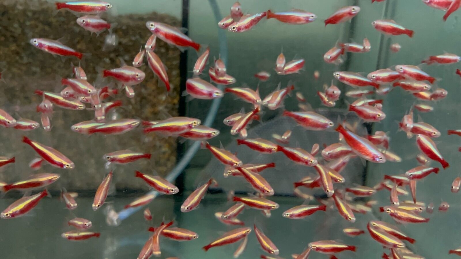 57_dd2cdcef-2e7e-4df0-a1d8-309c4b85d0d4.jpg Group of 6 Zebra Mickey Mouse Platys - Stunning Freshwater Aquarium Fish!