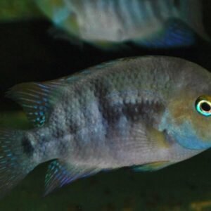 Orange Pike Xingu Cichlid Live Fish 3.5" African Cichlid Live Fish Aquarium